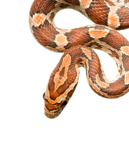 Кукурузная змея — стоковое фото