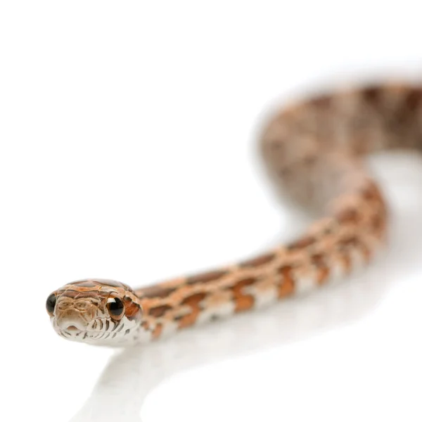 옥수수 뱀 — 스톡 사진