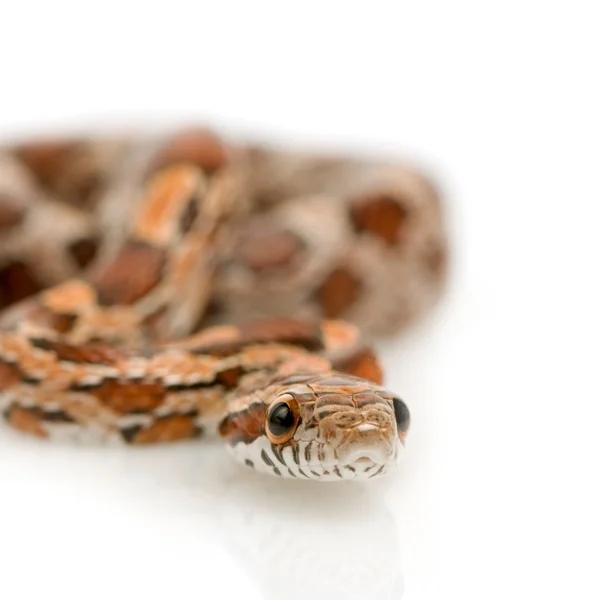 Serpente di mais — Foto Stock