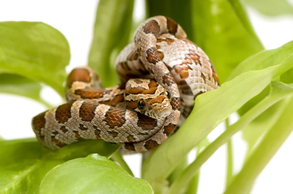 Serpiente de maíz — Foto de Stock