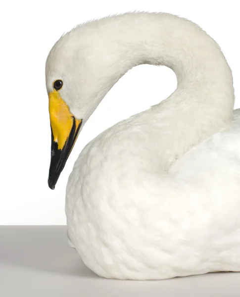 Cisne mudo - cygnus olor — Fotografia de Stock