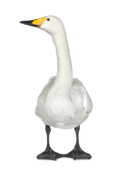 Cisne mudo - cygnus olor — Foto de Stock
