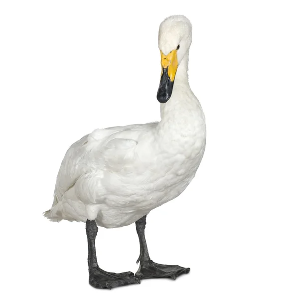 Mute Swan - Cygnus olor — Stock Photo, Image