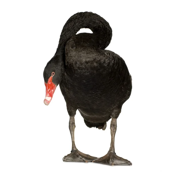Black Swan - Cygnus atratus — Stock Photo, Image