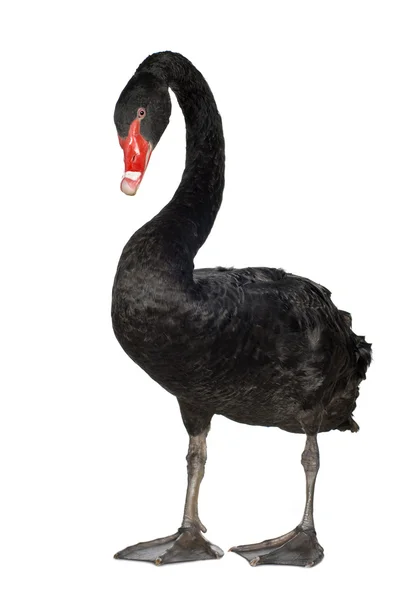 Cisne negro - cygnus atratus — Fotografia de Stock
