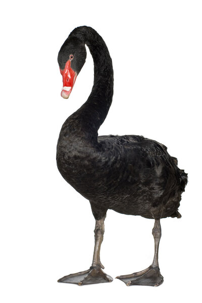 Black Swan - Cygnus atratus