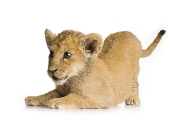 Løveunge (3 måneder ) - Stock-foto