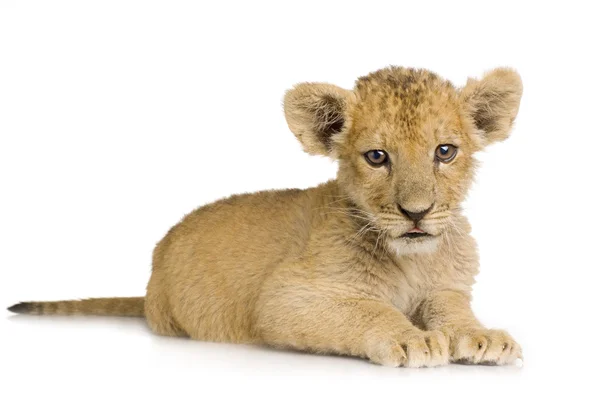 Lion Cub (3 bulan ) — Stok Foto