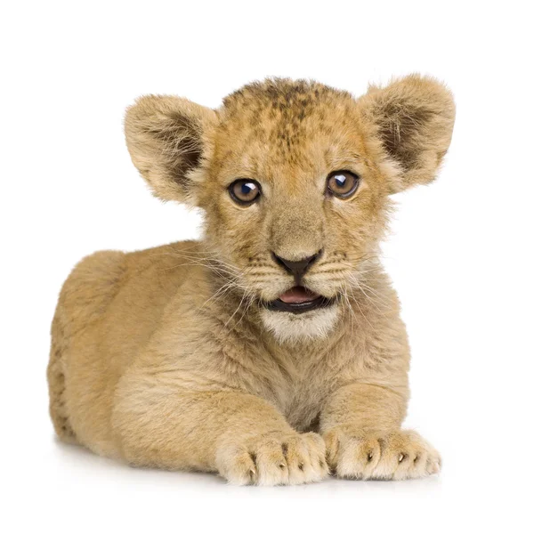 Lion Cub (3 mois ) — Photo