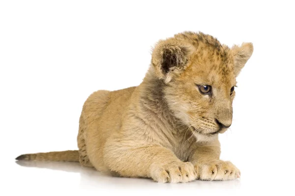 Lion Cub (3 mesi ) — Foto Stock