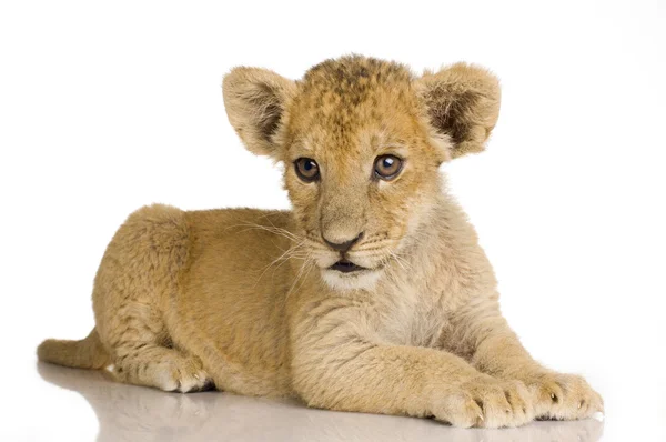Lion Cub (3 месяца ) — стоковое фото