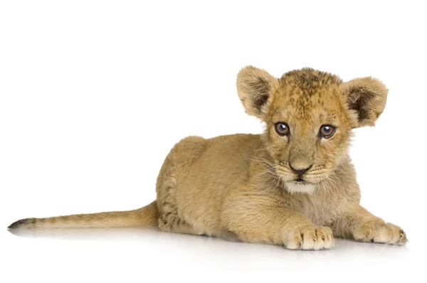 Lion Cub (3 месяца ) — стоковое фото