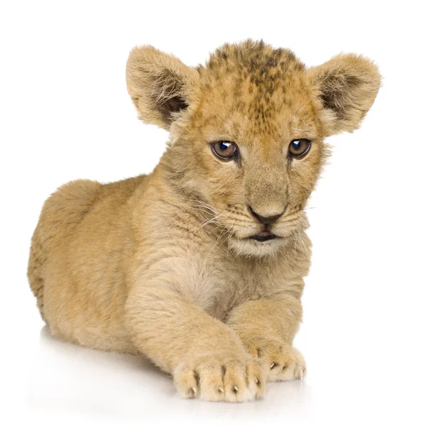 ライオンのカブ（3ヶ月) — ストック写真