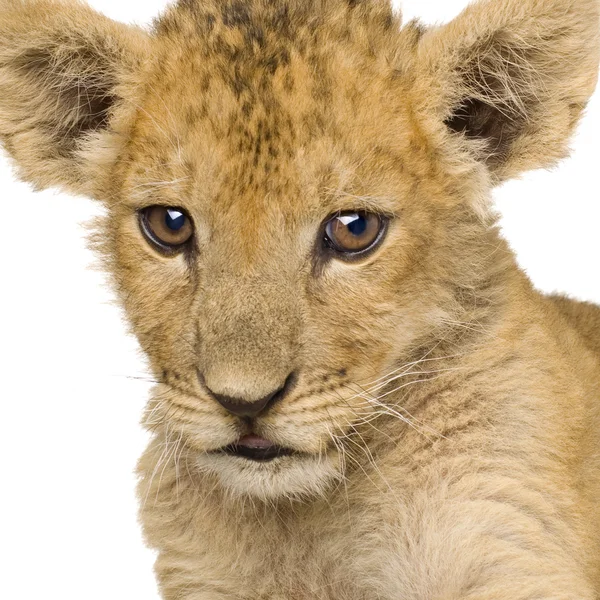Löwenbaby (3 Monate)) — Stockfoto