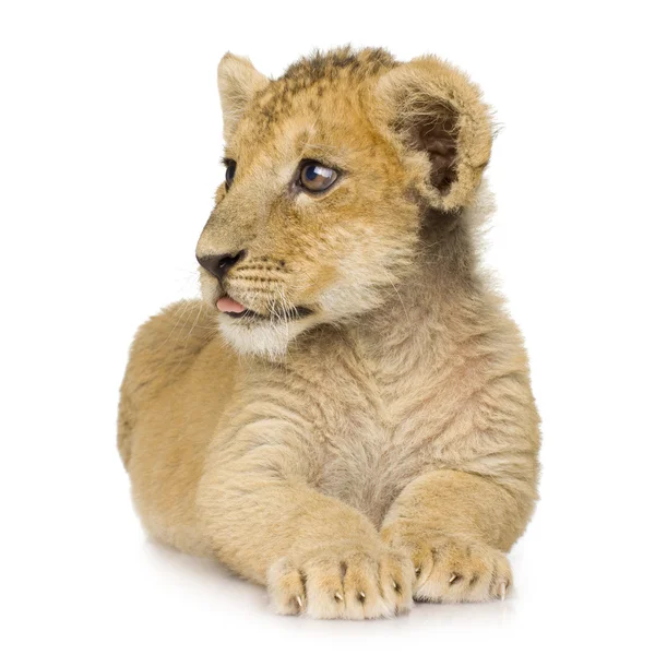 Lion Cub (3 maanden) — Stockfoto
