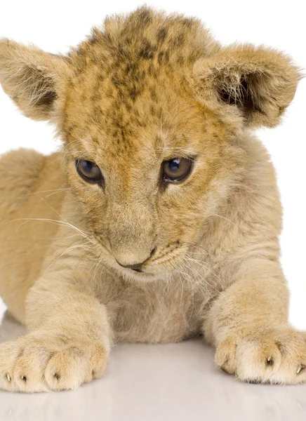 ライオンのカブ（3ヶ月) — ストック写真