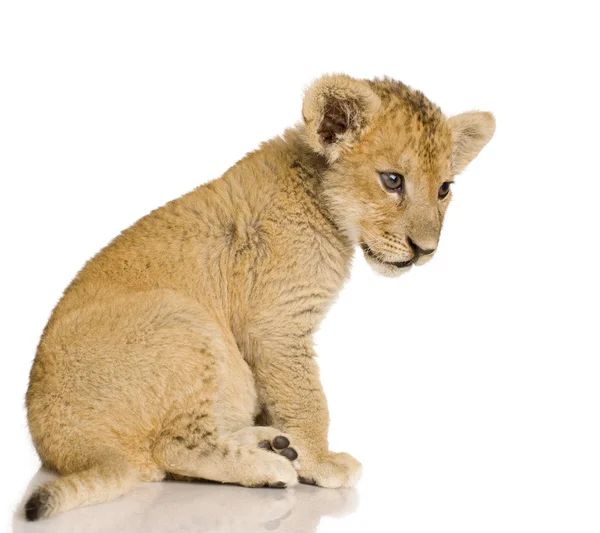 Lion Cub (3 hónap) — Stock Fotó