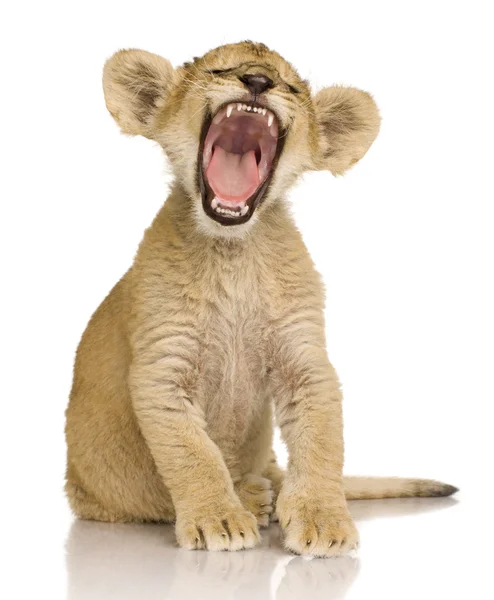 Filhote de Leão (3 meses ) — Fotografia de Stock