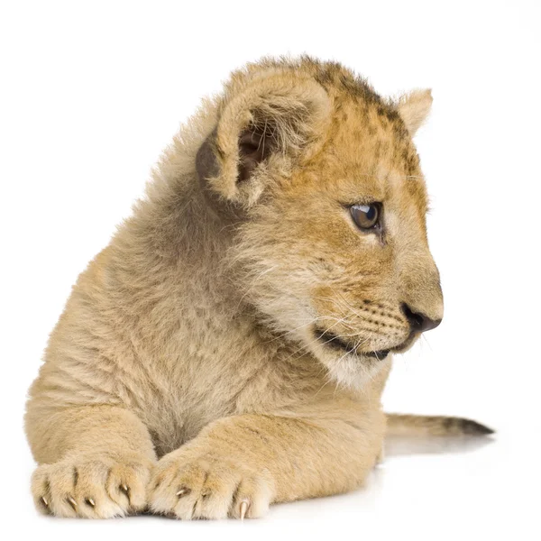 Filhote de Leão (3 meses ) — Fotografia de Stock