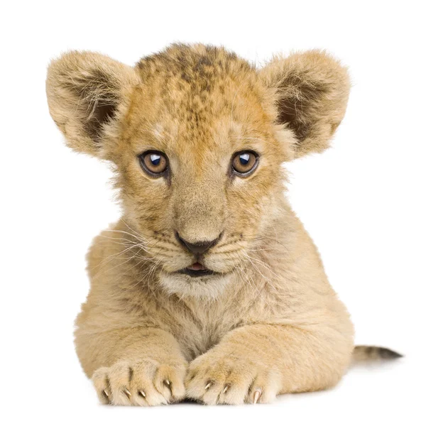 Löwenbaby (3 Monate)) — Stockfoto
