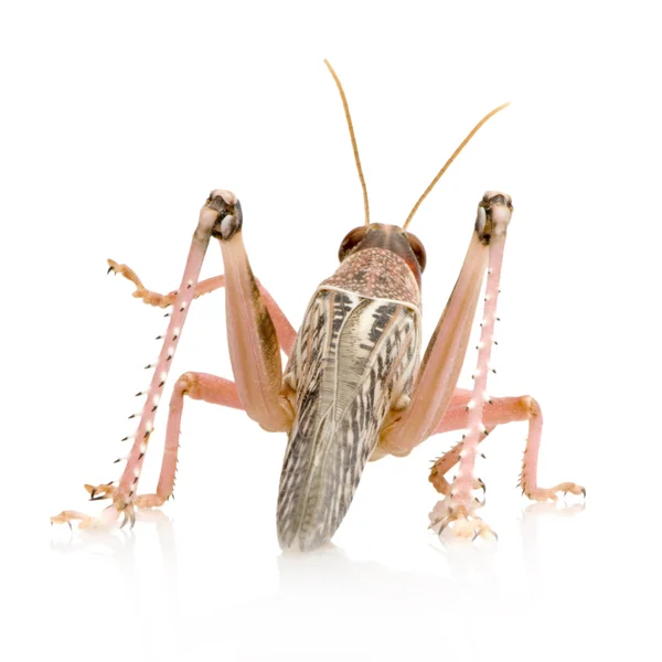 Пустеля locust - Schistocerca gregaria — стокове фото