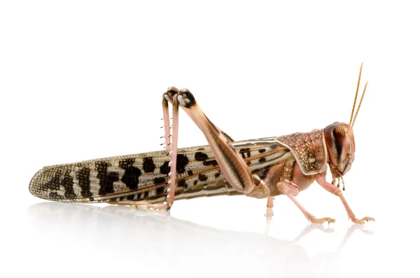 Desert locust - Schistocerca gregaria — Stock Photo, Image