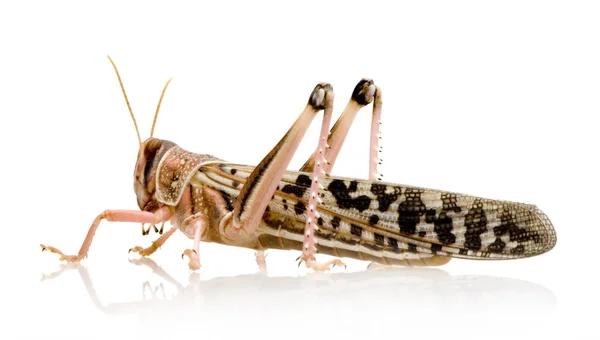 Desert locust - Schistocerca gregaria — Stock Photo, Image