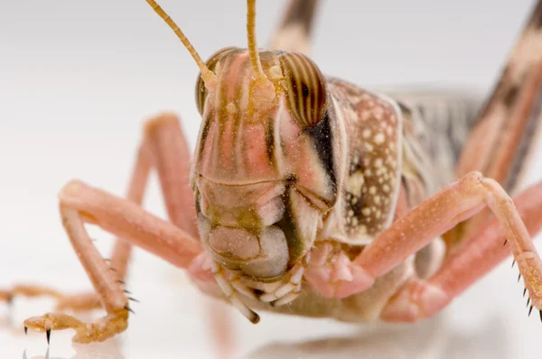 사막 메뚜기-Schistocerca gregaria — 스톡 사진