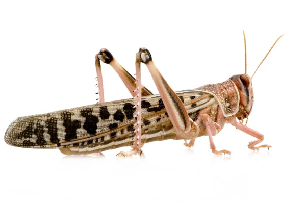 Пустеля locust - Schistocerca gregaria — стокове фото