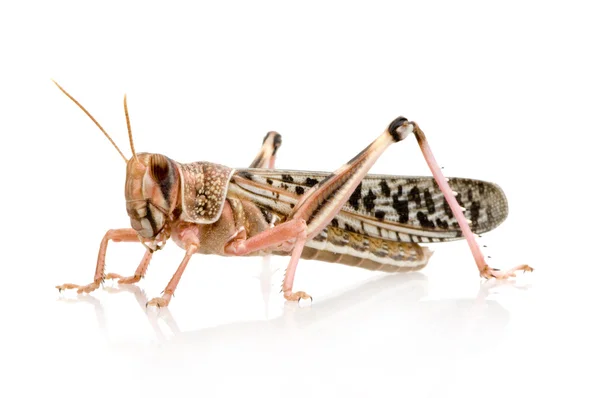 Pouštní locust - schistocerca gregaria — Stock fotografie