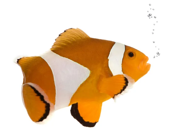 Oranger Clownfisch - Amphiprion occelaris — Stockfoto