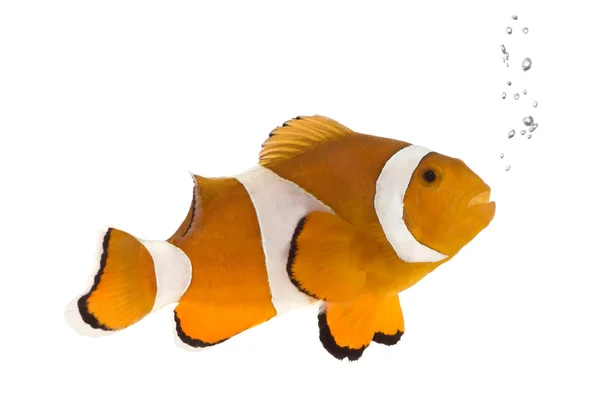 橙色的小丑鱼-amphiprion occelaris — 图库照片
