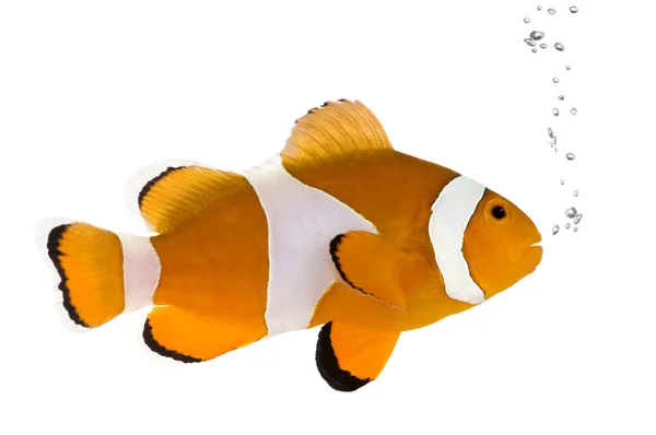 Orange clownfish - Amphiprion occelaris — Stock Photo, Image