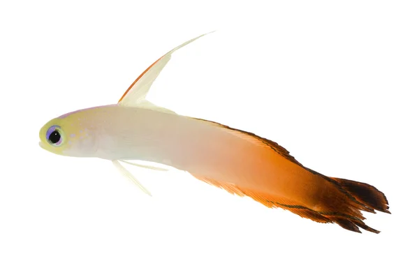 Fogo Goby - nemateoletris magnifica na frente de um fundo branco — Fotografia de Stock