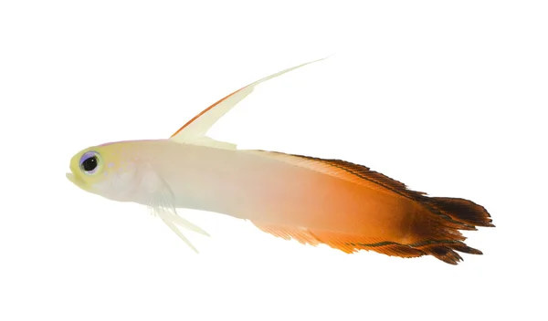 Kaya balığı - nemateoletris magnifica beyaz arka plan önünde ateş — Stok fotoğraf