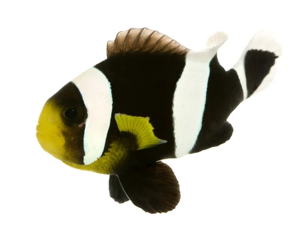 Pesce pagliaccio a sella - Amphiprion polymnus — Foto Stock
