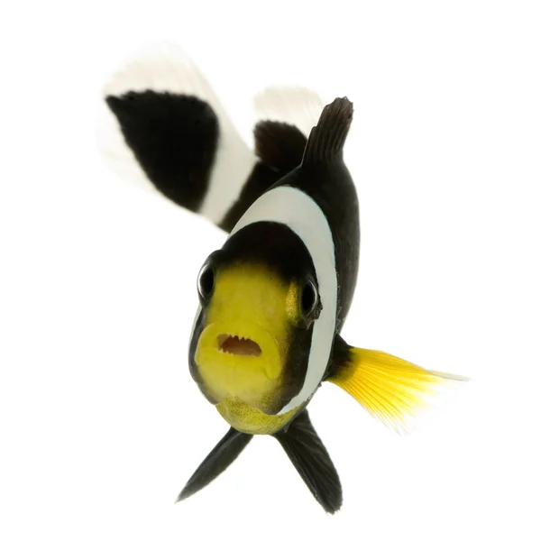 Clownfish à dos de selle - Amphiprion polymnus — Photo