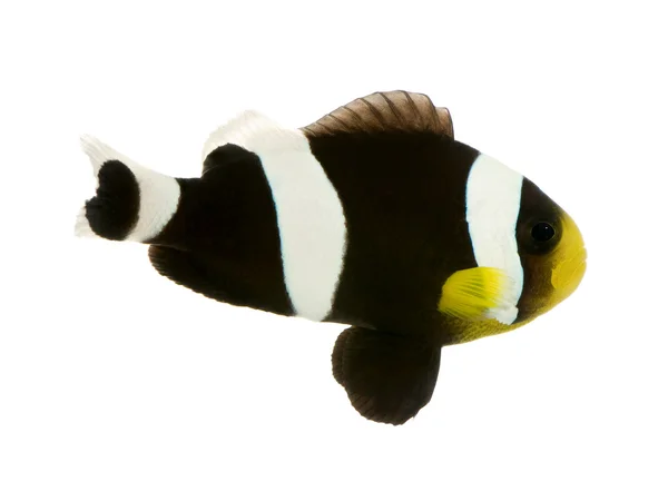 Clownfish Saddleback - amphiprion polymnus — Φωτογραφία Αρχείου