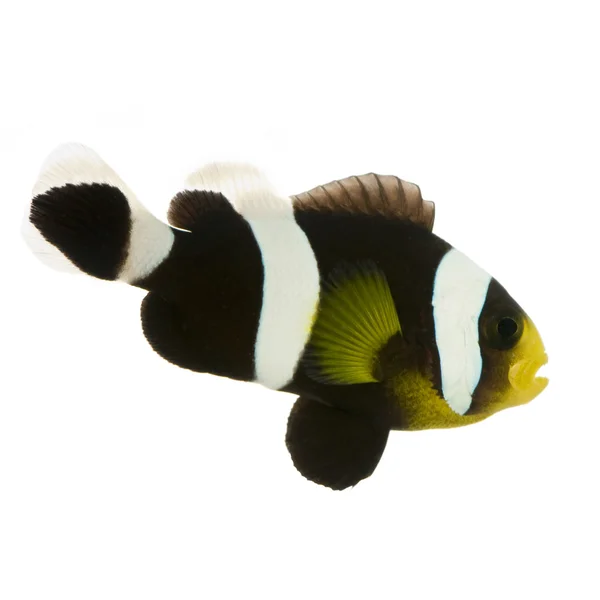 Pesce pagliaccio a sella - Amphiprion polymnus — Foto Stock