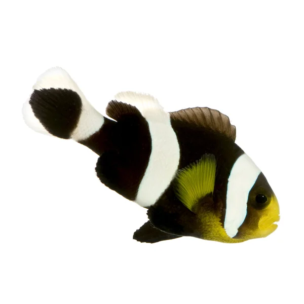 马鞍小丑鱼-amphiprion polymnus — 图库照片