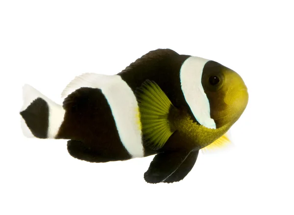 Saddleback clownfish - Amphiprion polymnus — Stock Photo, Image