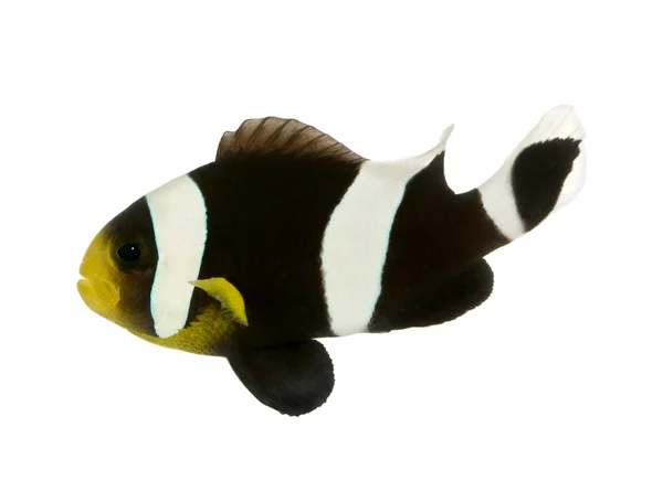 Clownfish à dos de selle - Amphiprion polymnus — Photo