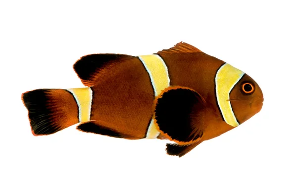 Золота смуга Maroon Clownfish - Primnas biaculeatus — стокове фото