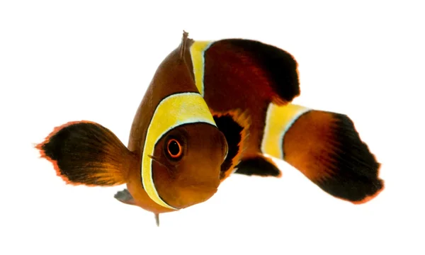 Золотая полоса Maroon Clownfish - Premnas biaculeatus — стоковое фото