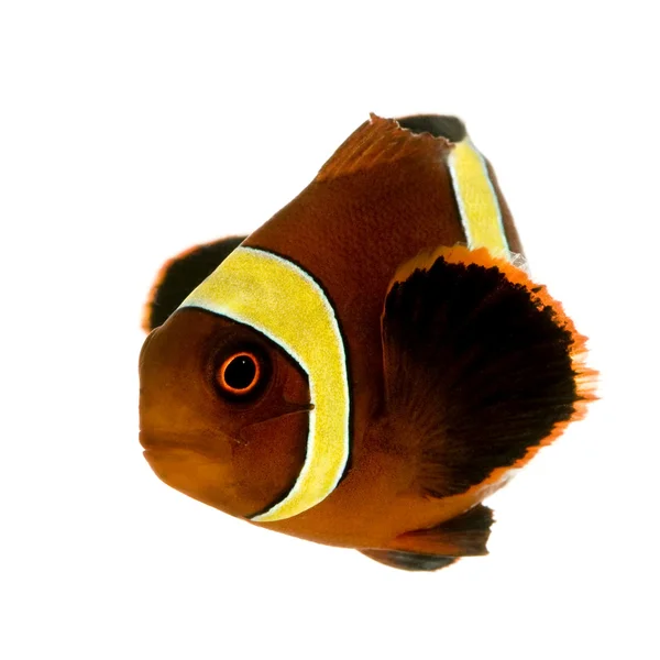 Clownfish καφέ χρυσό λωρίδα - premnas biaculeatus — Φωτογραφία Αρχείου