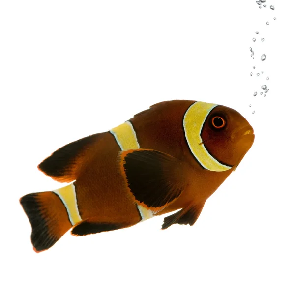 Maroon Clownfish - Premnas biaculeatus — Fotografia de Stock