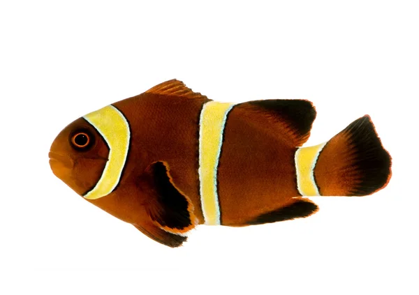 Guld stripe rödbruna clownfisk - premnas biaculeatus — Stockfoto