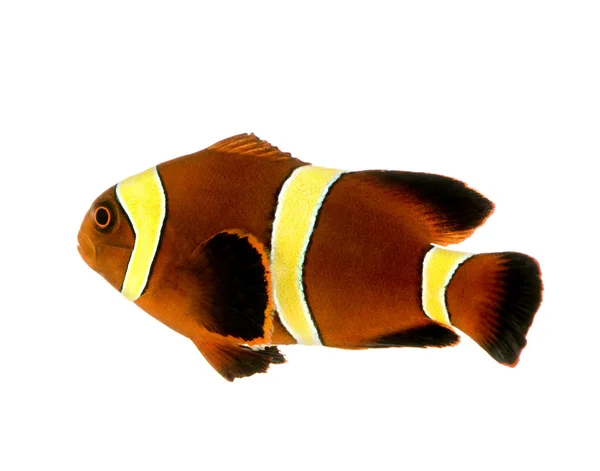 栗色条金色条纹小丑鱼-premnas biaculeatus — 图库照片