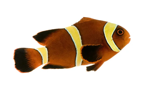 Золота смуга Maroon Clownfish - Primnas biaculeatus — стокове фото