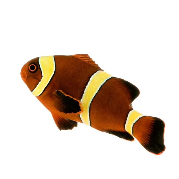栗色条金色条纹小丑鱼-premnas biaculeatus — 图库照片